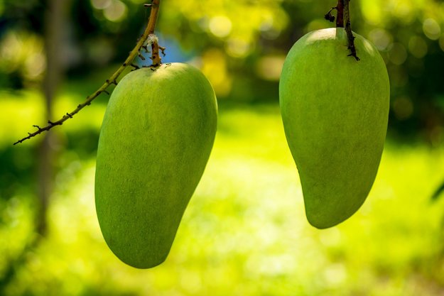 কাঁচা আমের