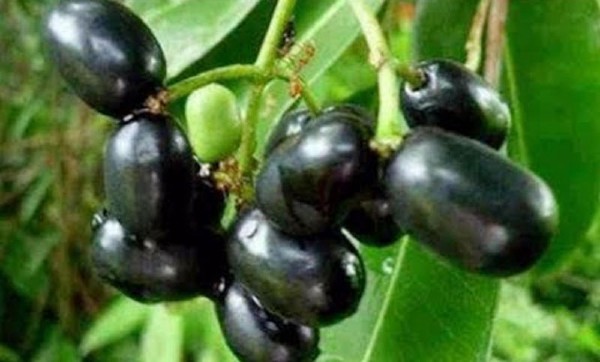 জামের উপকারী গুনাগুন