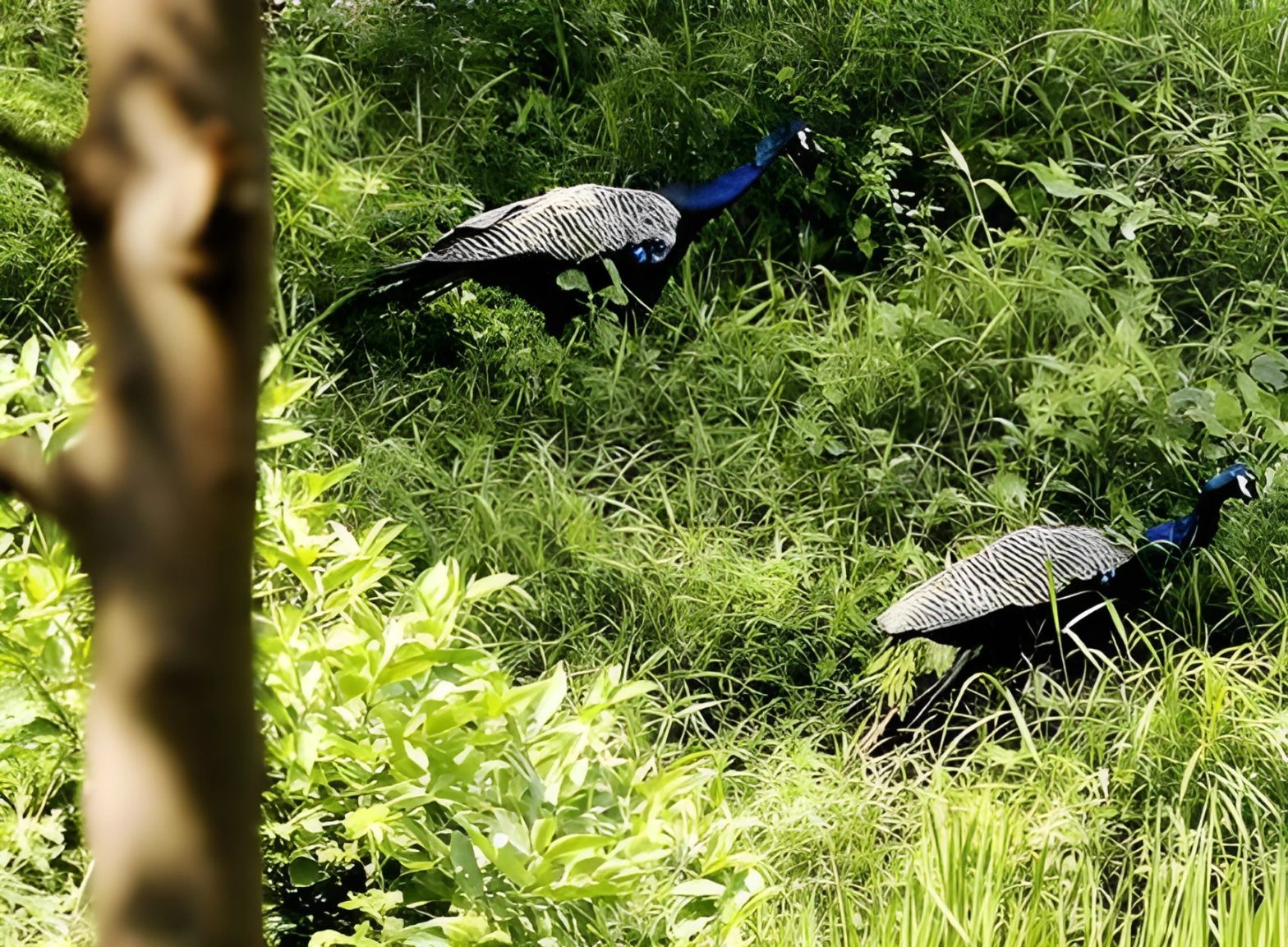 পাখিদের কথা -(মনিকা শকুন্তলা)