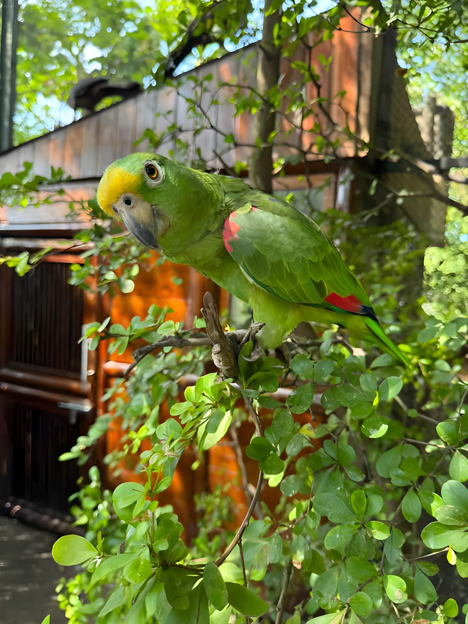 *বটবৃক্ষে,টিয়ের ঝাঁকে* -মনিকা শকুন্তলা